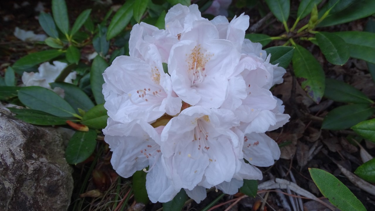 'Morning Magic'